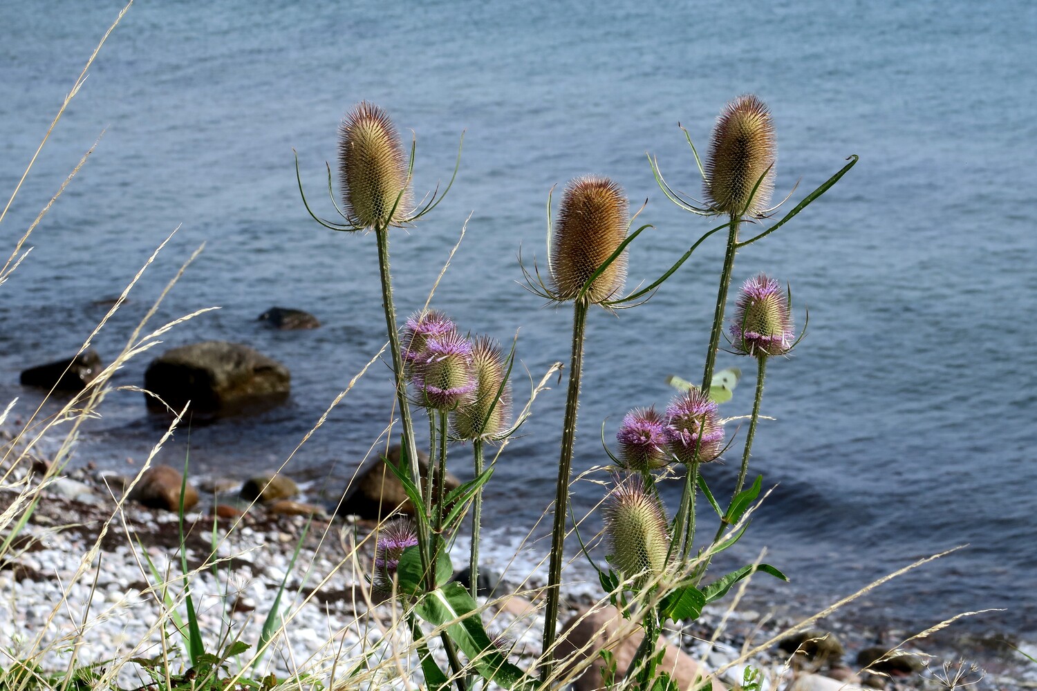 Natur